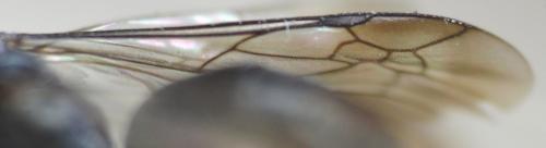 Agenioideus sericeus